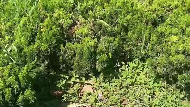 green plants surrounded by grass