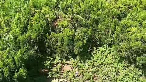 green plants surrounded by grass