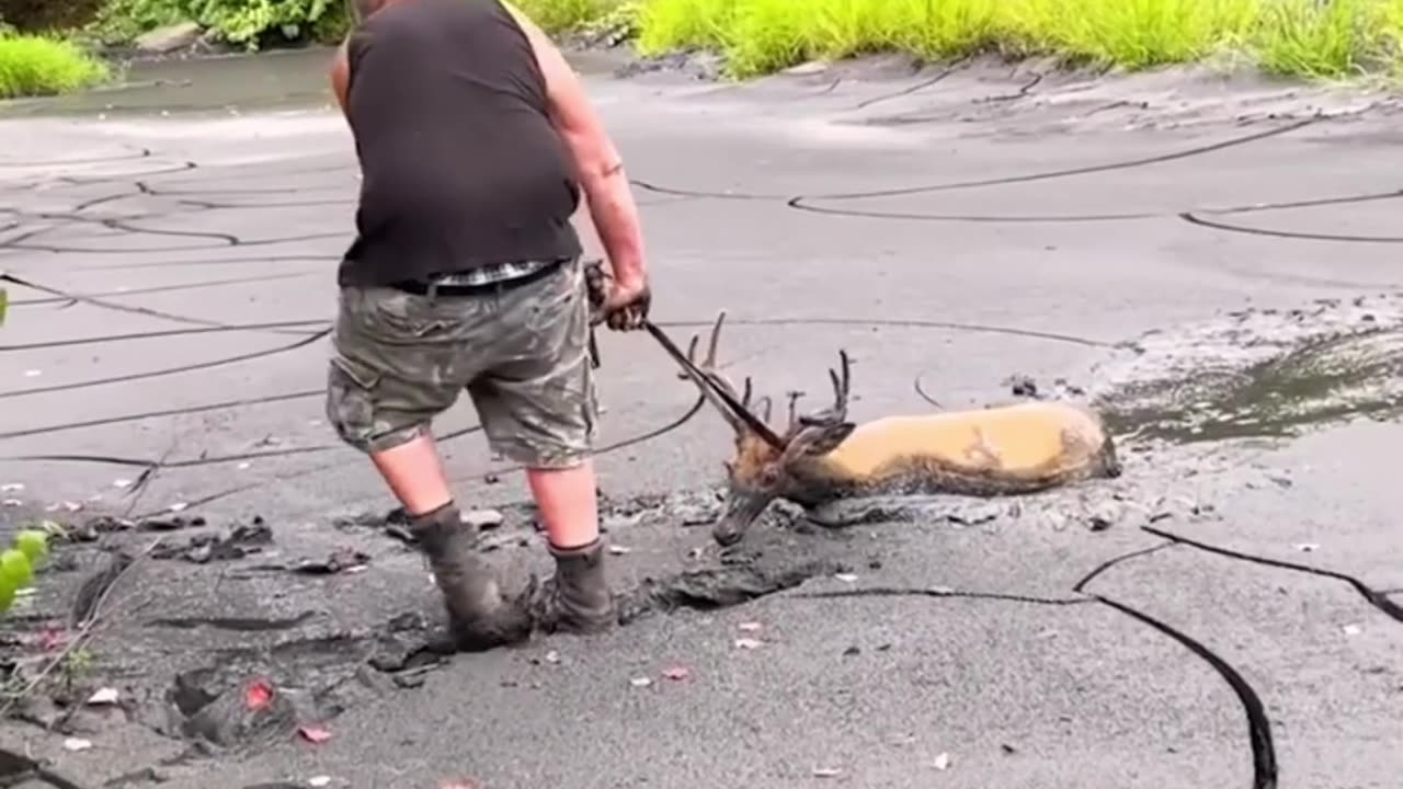 Buck stuck in mud was in need of a rescuer! 🥺 ViralHog