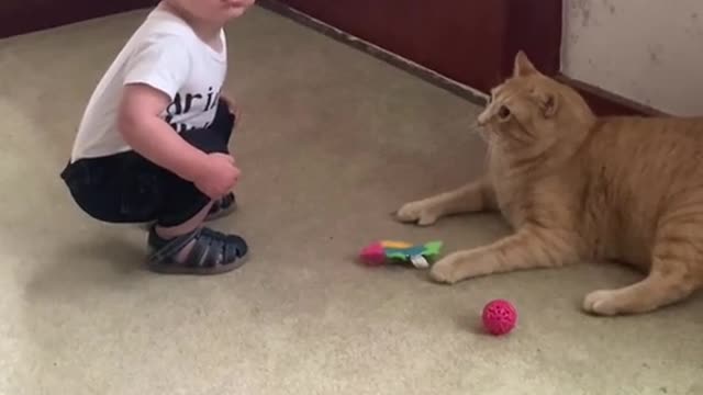 My one year old sons first encounter with a cat. (which was twice the size of our dog,