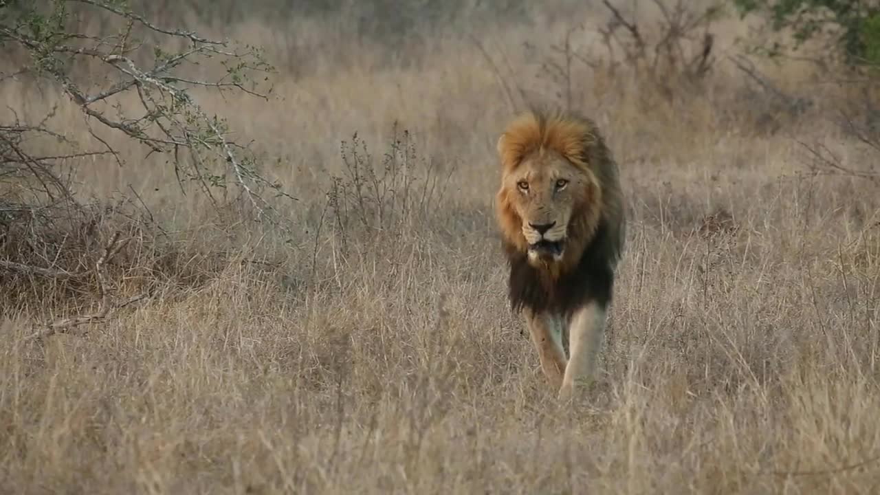 A male African lion slowly walks toward the camera