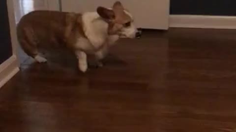 Quirky corgi slowly backs out of room for no reason at all