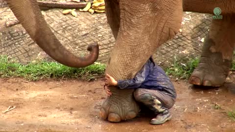 Watch Heartwarming Moment When Elephant Heard Calling Voice From Her Favourite Person - ElephantNews