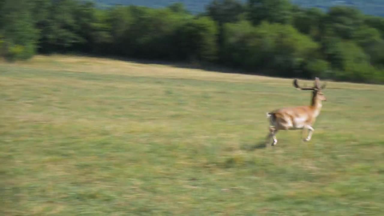 DEER VIDEOS !!! HD !! COPYRIGHT FREE !!!