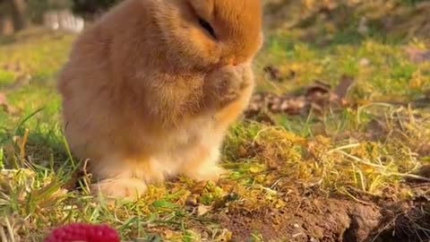 Cute Rabbit