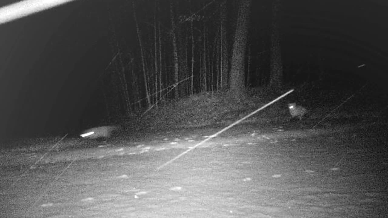 Playing in the snow