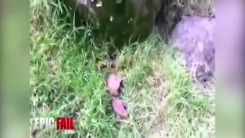 Funny ANIMALS video (13)