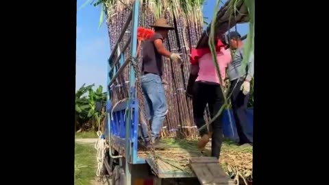 Amazing sugarcane farm video agriculture video