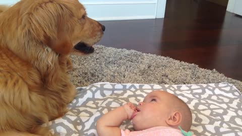 Baby talks to Golden Retriever