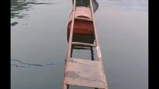 Funniest Animals 🐧 - Best Of The 2020 Funny Animal Videos 😁