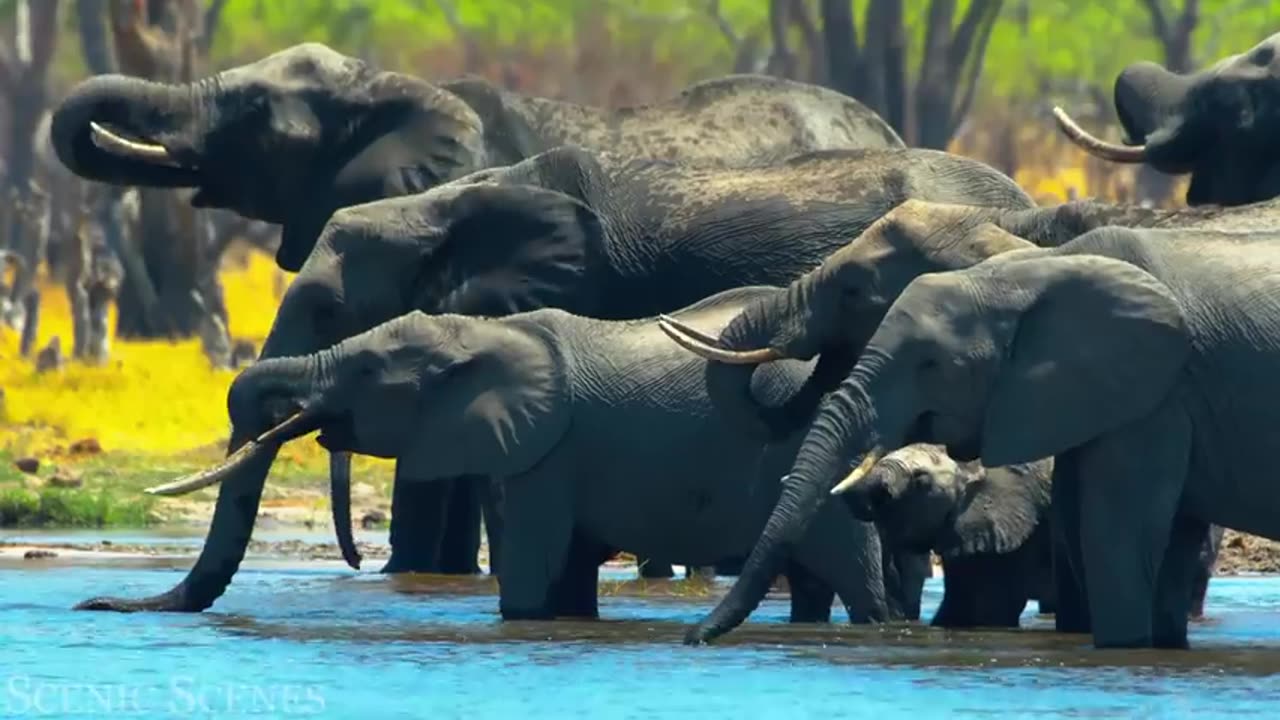 Elephant Families 4k Of Wild Animal videos!