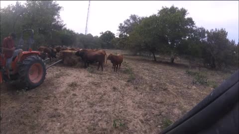 Cows 10-02-22