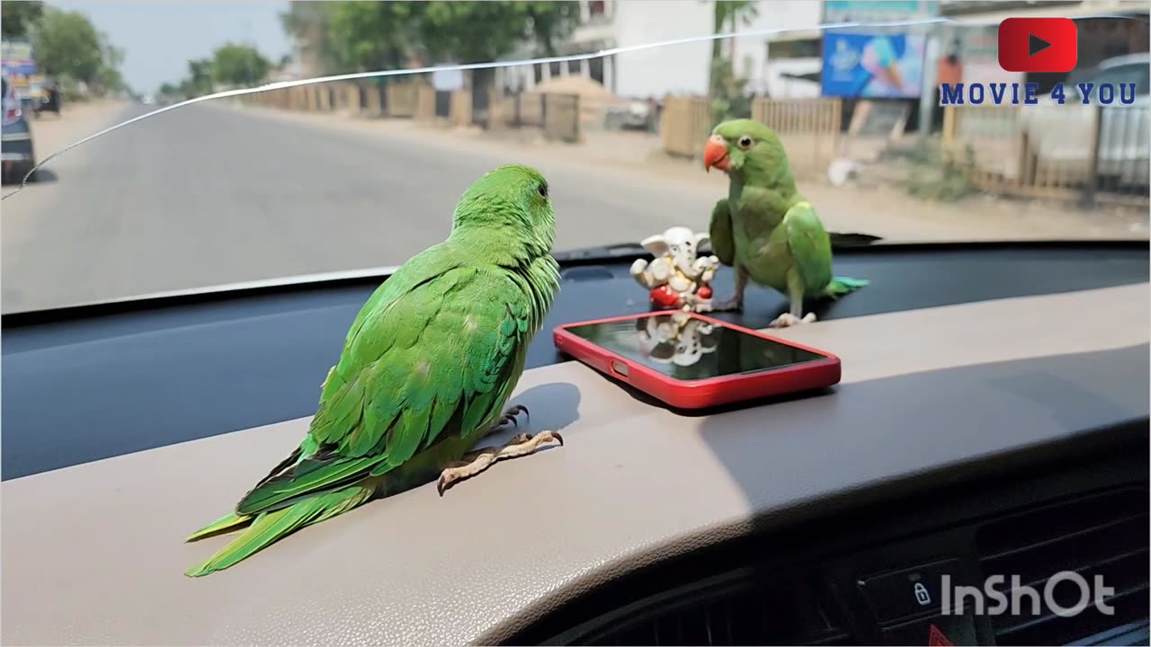 First Time in a Car green Parrot live video.