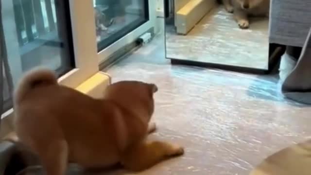 313_Puppy sees himself in the mirror for the first time.🥰#puppy #