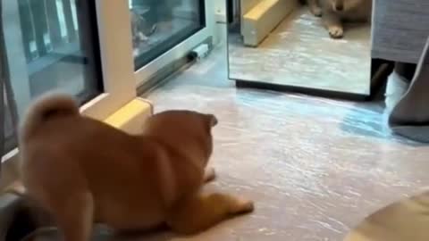 313_Puppy sees himself in the mirror for the first time.🥰#puppy #