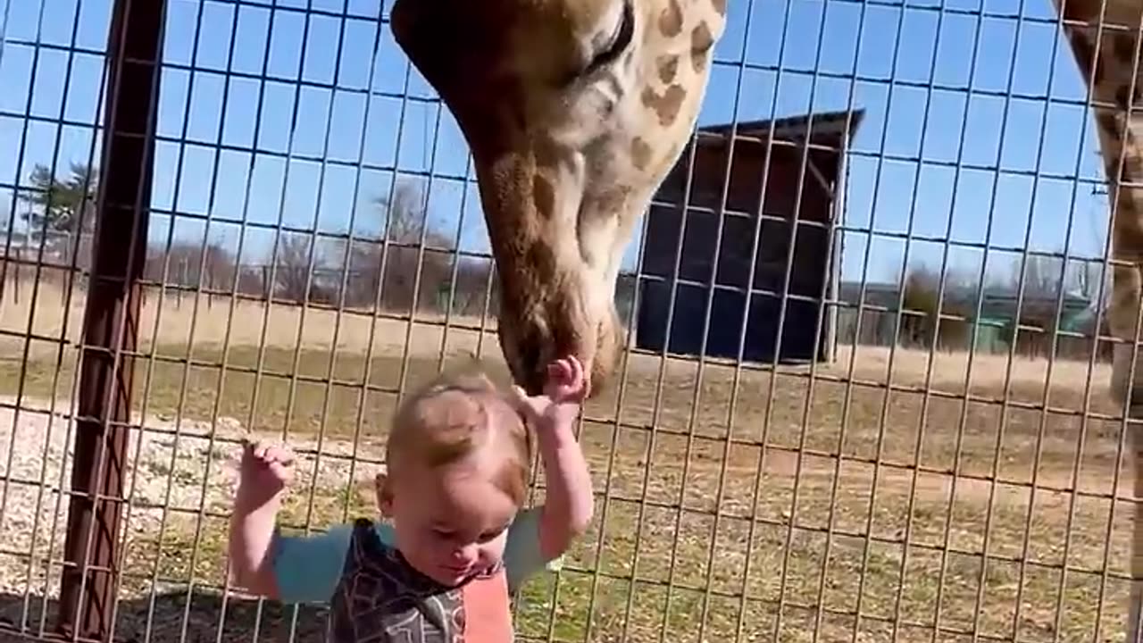 Cute Giraffe gives Baby Smooches!