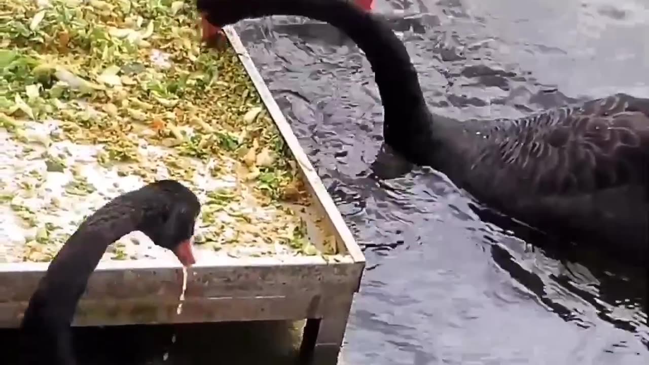 Swan Feeds Fish❤️