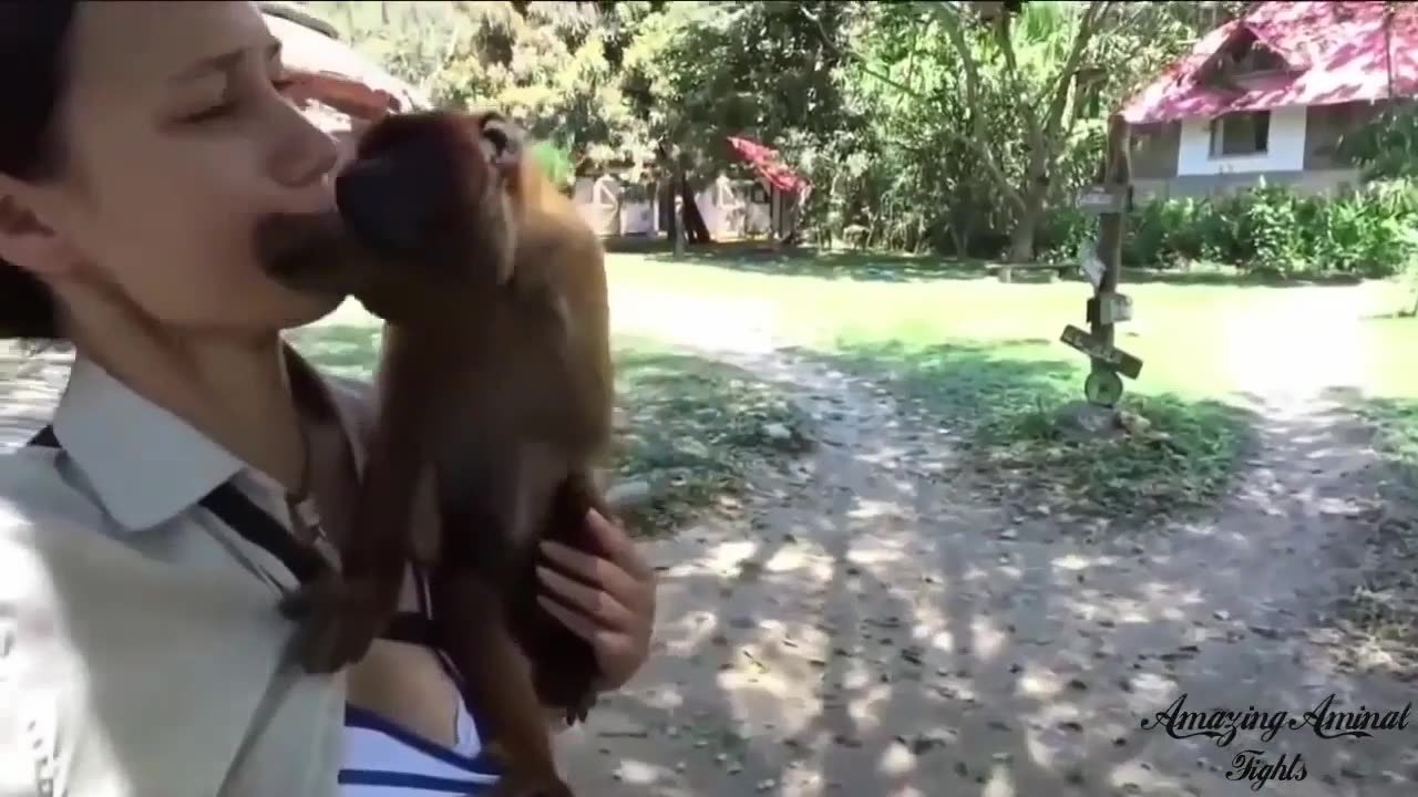 monkey wild animal funny video