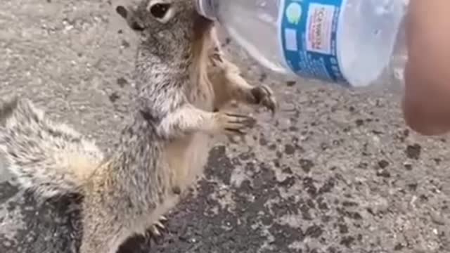 the squirrel is very thirsty