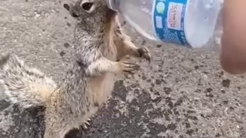 the squirrel is very thirsty