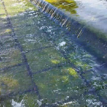 Natural beauty, Dinesh D'Souza, BonginoReport, The Dan Bongino Show