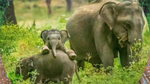 Beautiful place , Yala National Park , Nature