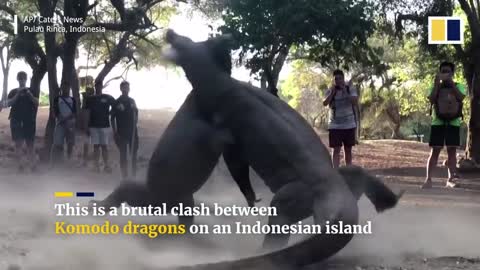 On an Indonesian island, two enormous Komodo dragons clash.