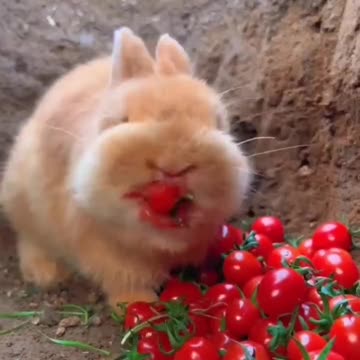 Little Rabbit 🐇🐇 enjoying 😊😊