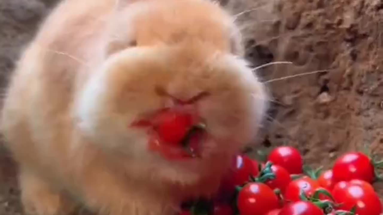 Little Rabbit 🐇🐇 enjoying 😊😊