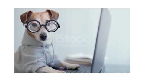 Impatient parrot wants to use the computer - even the animals love computers