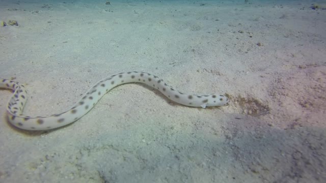 Water snake with different color