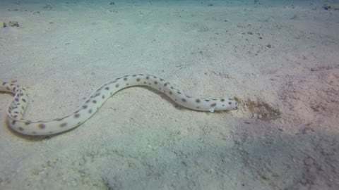 Water snake with different color