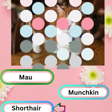 Purrfect Pets Quiz My Furry Friends Challenge 3