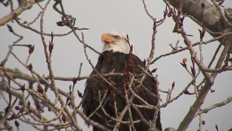 A Bald Eagle Calls Out to Another Eagle