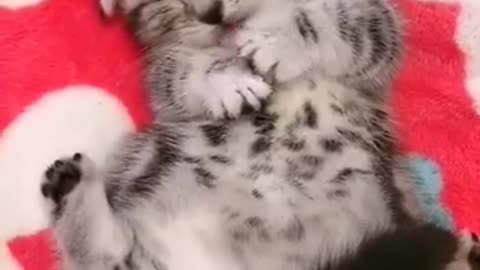 very cute spoiled cat