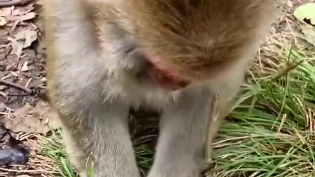 little monkey