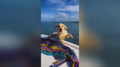 Adorable Baby Animals Compilation - Cute and Funny Moments