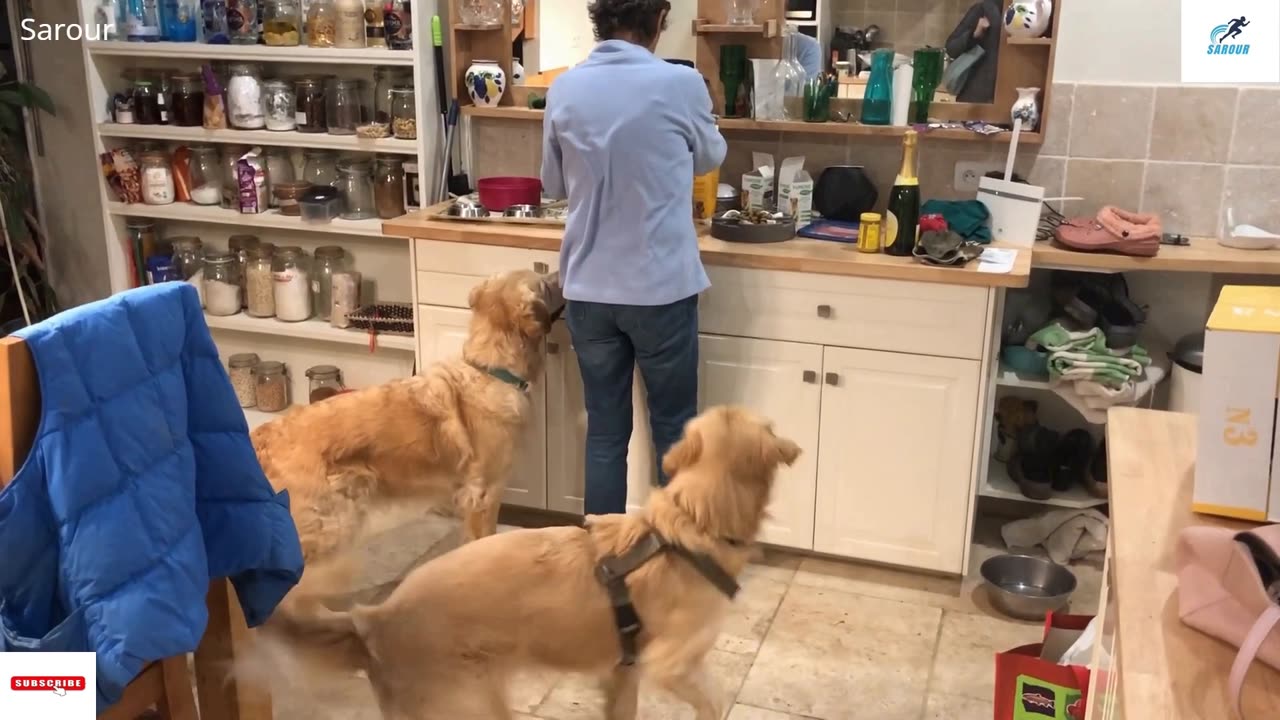 Golden Retrievers do their dinner dance