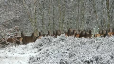 The running 💨💨 group of deer 🦌🦌🦌 beutiful seen in the world 🌎🌎