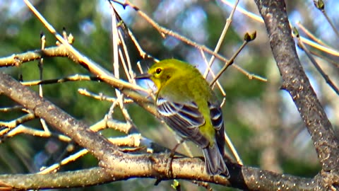 Pine Warbler