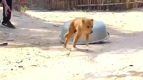 Fake Lion and Tiger Prank to dog