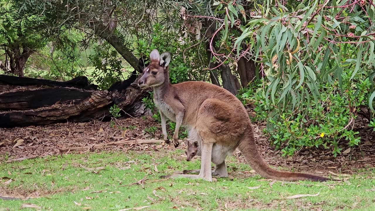 How beautiful Kangaroos feed