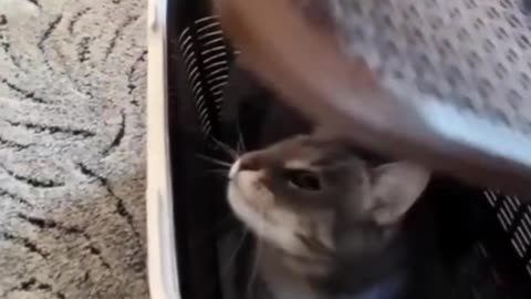 Funny cat video