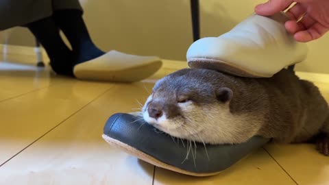 otter that only uses its owner's slippers