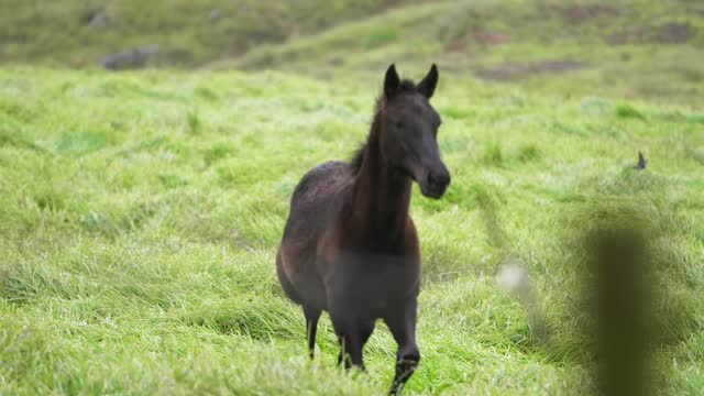 Foal Galloping In Slow Motion