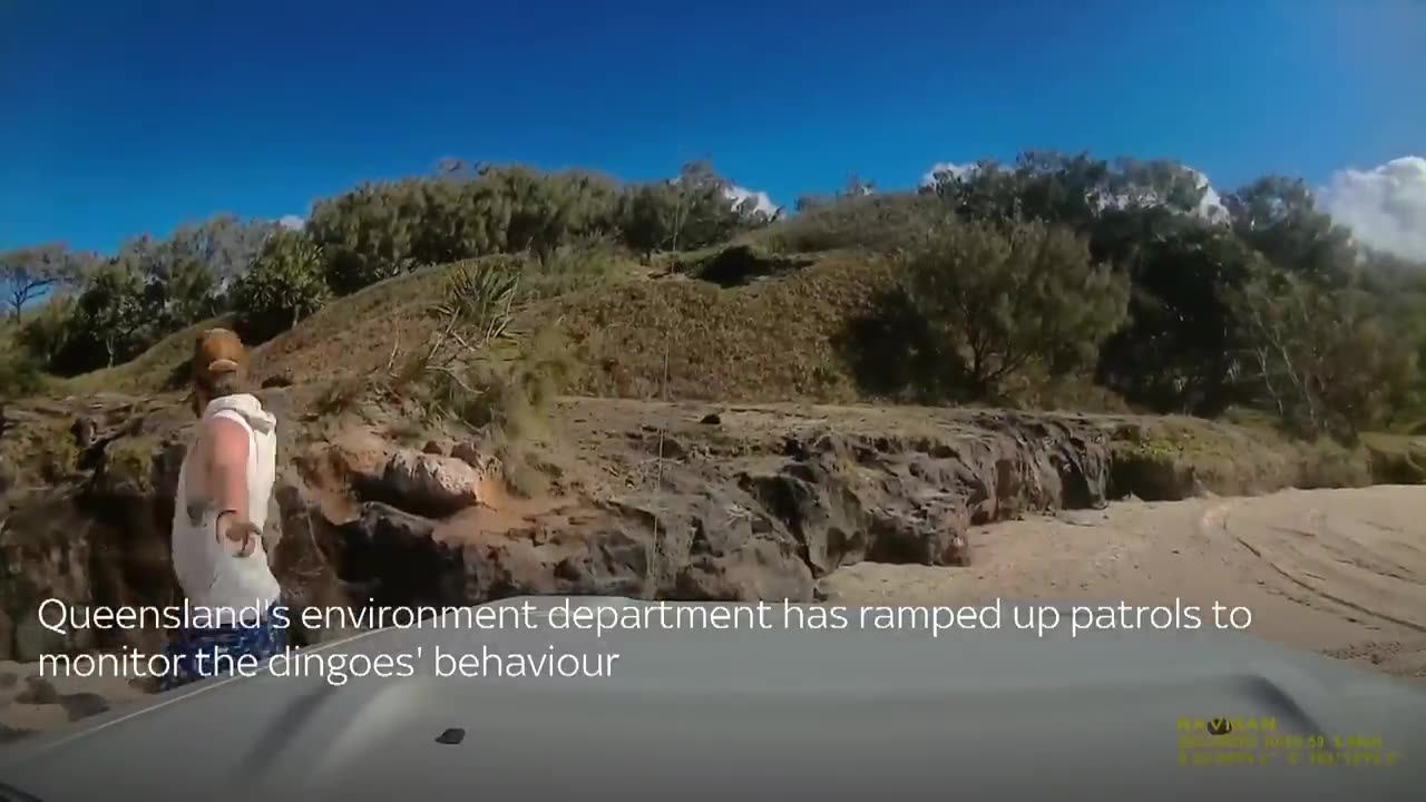 Australia: Dingo bites sunbathing tourist in Queensland