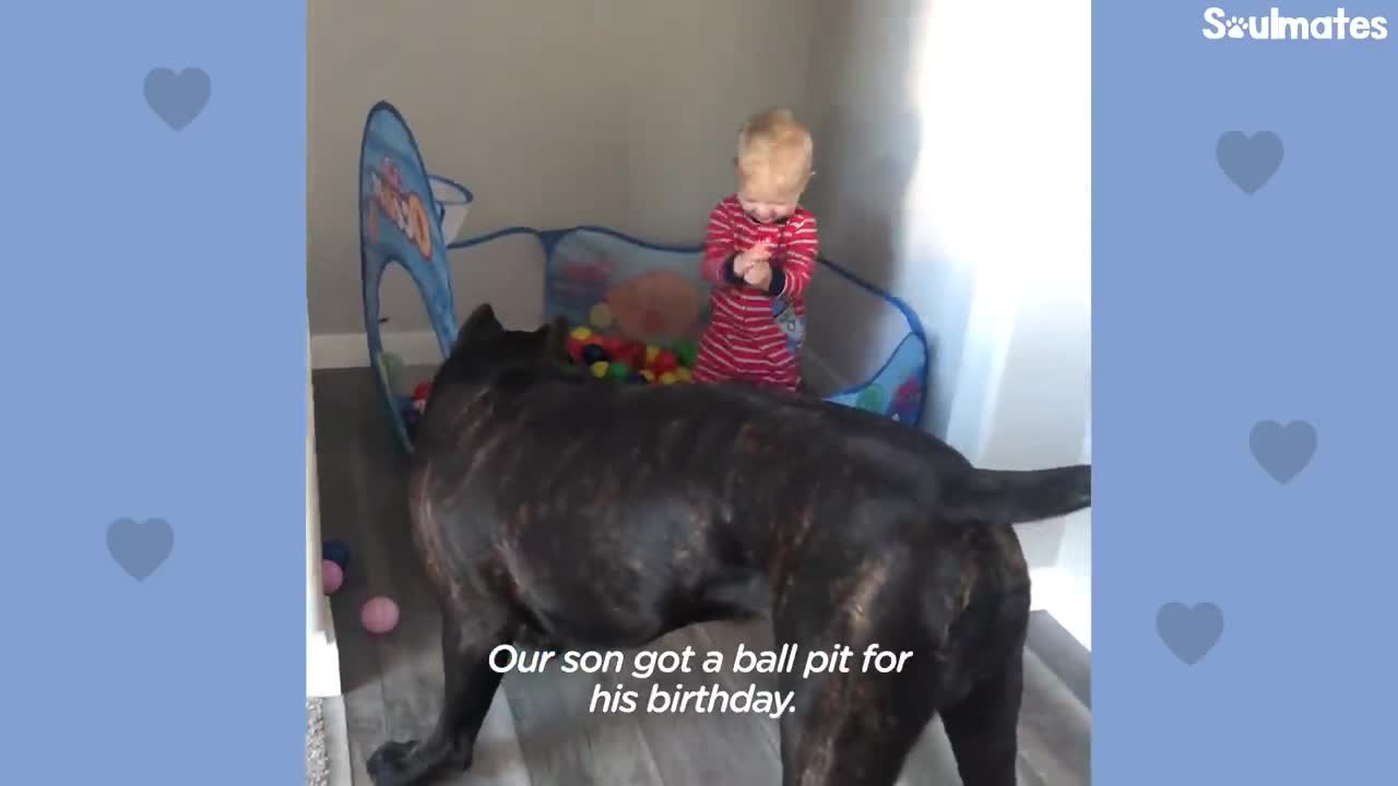 Baby Grows Up With His 125-Pound Dog | The Dodo Soulmates