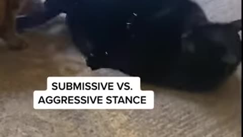 How to say if a cat is playing or fighting