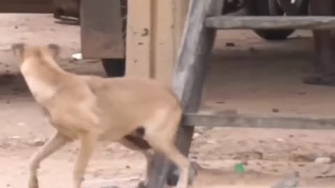 Funny Animals video। Funny dog।