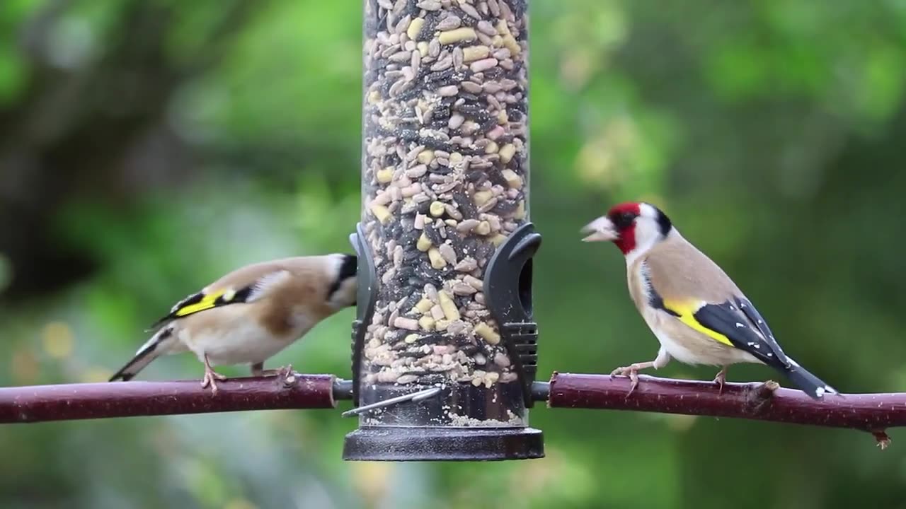 LE CHARDONNERET ELEGANT - Les incroyables histoires de la nature